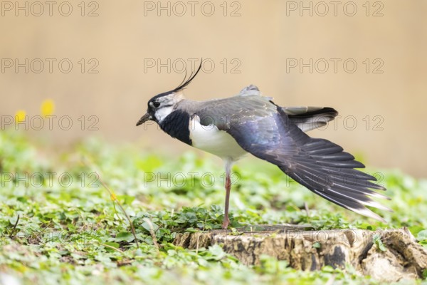 Northern lapwing (Vanellus vanellus) standing on a meadow, Bavaria, Germany, Europe
