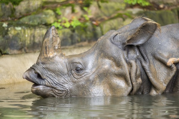 Square-lipped rhinoceros (Ceratotherium simum) swimming in the water, captive, Bavaria, Germany,
