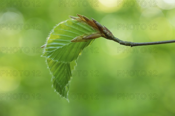 Delicate awakening - fresh beech leaves in the spring light. Beech leaves after new shoots in