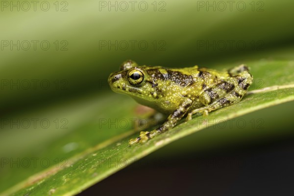 A frog of the genus Spinomantis sp. in the rainforests of Marojejy National Park in north-east