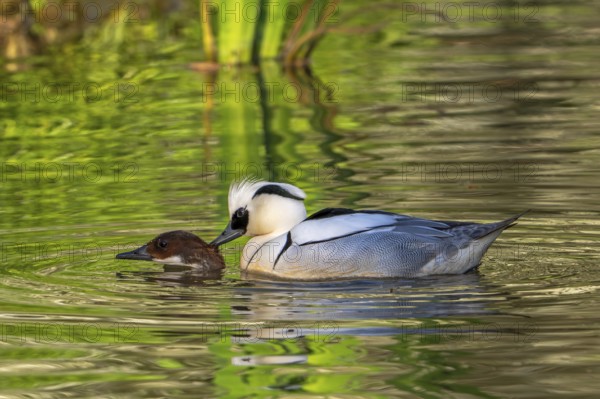Smew (Mergellus albellus, Mergus albellus) pair, male biting female in neck while mating in pond in
