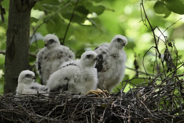 Eurasian Sparrowhawk (Accipiter nisus) chicks in nest, North Rhine-Westphalia, Germany, Europe