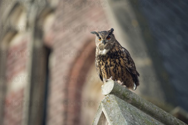 Eurasian Eagle-Owl (Bubo bubo) perched on the roof of a church, North Rhine-Westphalia, Germany,