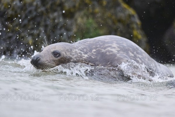 Grey seal (Halichoerus grypus) jumping into the water, sea, Düne, Helgoland, Schleswig-Holstein,