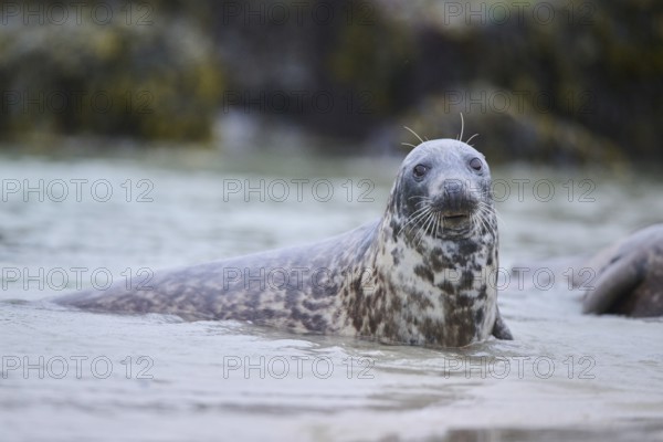 Grey seal (Halichoerus grypus) looking out of the water while swimming in the sea, Düne, Helgoland,