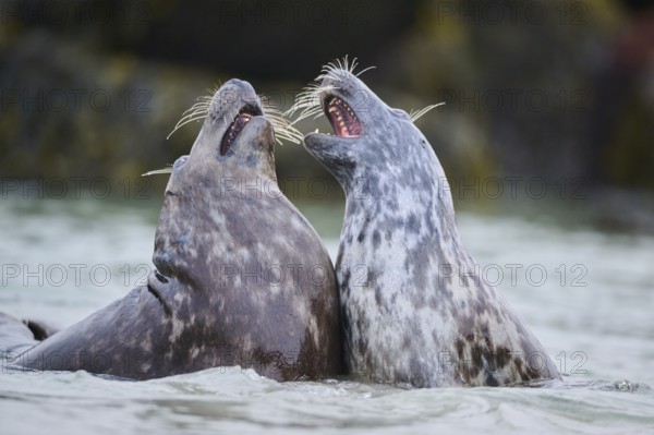 Grey seal (Halichoerus grypus) playing with each other in the water, sea, Düne, Helgoland,