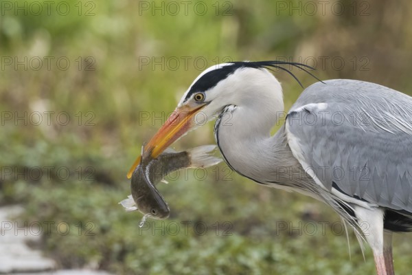 A grey heron (Ardea cinerea) holds a fish in its beak and stands in front of a green background,