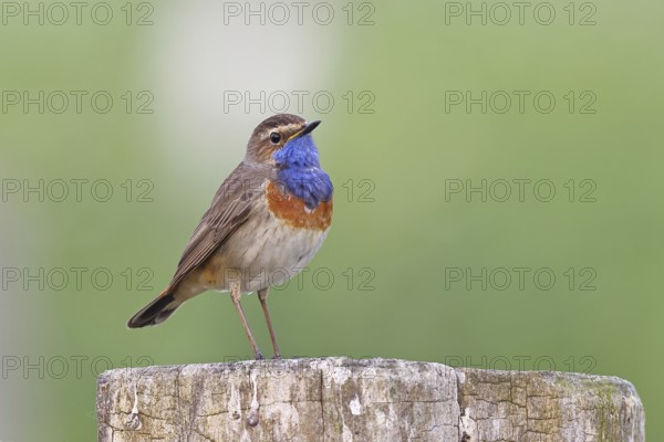 Bluethroat (Luscinia svecica cyanecula), male, on a pasture fence post, wildlife, Lembruch, Ochsen