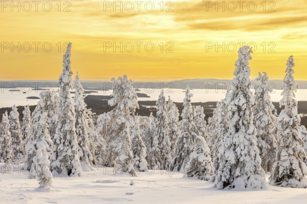 Tykky forest, snow covered spruce trees on the taiga at sunrise in winter, Riisitunturi National