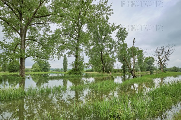 Trees standing in the flooded river Lorze, floodplain landscape, Reussspitz nature reserve,