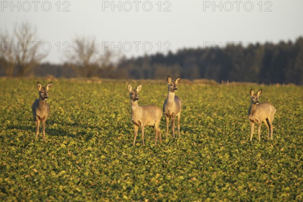 Roe deer (Capreolus capreolus) Field deer in spring in the field, Lower Austria, Austria, Lower