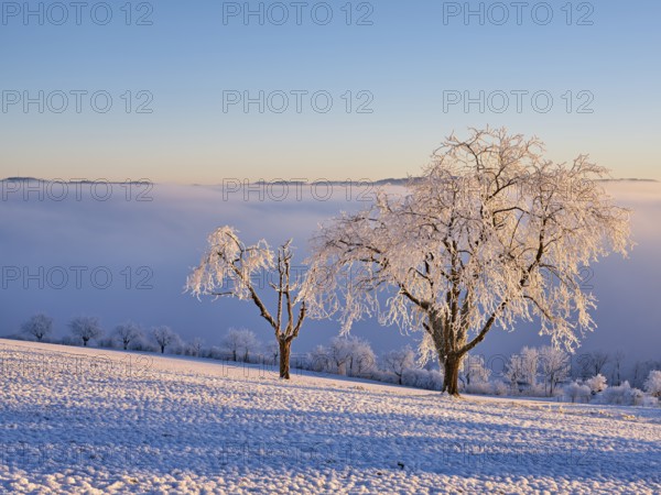 Trees in the rough in the light of the rising sun, behind the sea of fog over the Reuss valley,