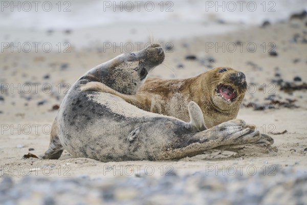 Grey seal (Halichoerus grypus) playing with each other on the beach, Düne, Helgoland,