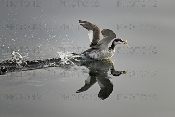 Slavonian grebe (Podiceps auritus), adult, in a white plumage, winter plumage, swimming with a fish