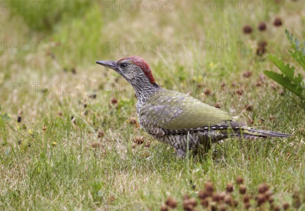 European Green Woodpecker (Picus viridis) juvenile female foraging, Mecklenburg-Western, Pomerania,
