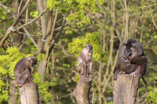 Three Drills (Mandrillus leucophaeus), a male and two females, sit high up on the three stumps of a