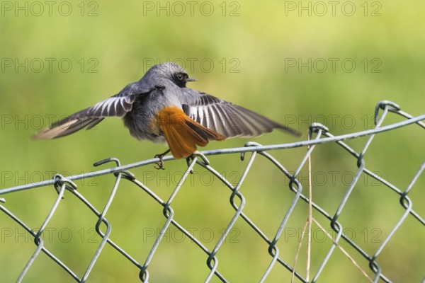 A male black redstart (Phoenicurus ochruros) spreads its wings and sits on a wire mesh fence in a