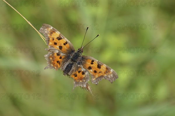 C-moth (Polygonia c-album), with open wings on a blade of grass in a meadow, Wilnsdorf, North