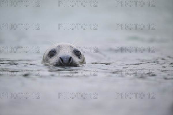Grey seal (Halichoerus grypus) looking out of the water while swimming in the sea, Düne, Helgoland,