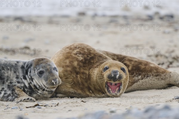 Grey seal (Halichoerus grypus) playing with each other on the beach, Düne, Helgoland,