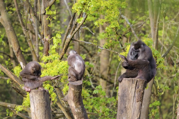 Three Drills (Mandrillus leucophaeus), a male and two females, sit high up on the three stumps of a