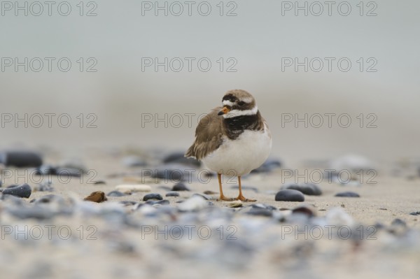 Common ringed plover (Charadrius hiaticula) on the beach, Düne, Helgoland, Schleswig-Holstein,