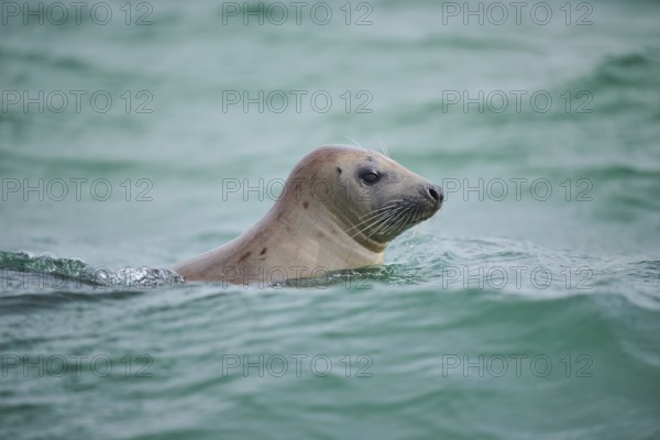 Grey seal (Halichoerus grypus) looking out of the water while swimming in the sea, Düne, Helgoland,