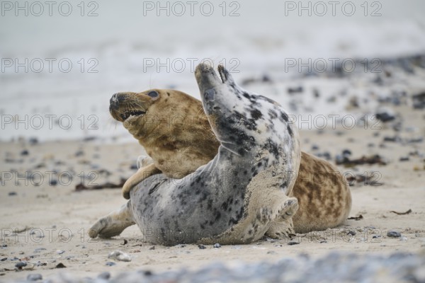 Grey seal (Halichoerus grypus) playing with each other on the beach, Düne, Helgoland,