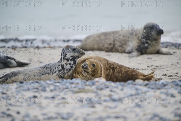 Grey seal (Halichoerus grypus) playing with each other on the beach, Düne, Helgoland,