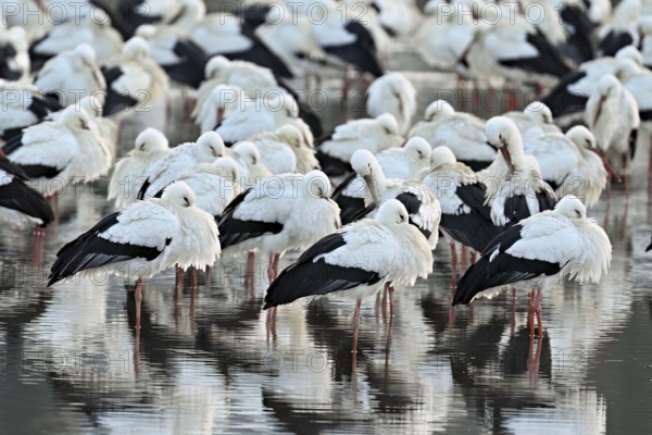 White storks (Ciconia ciconia), large flock roosting in shallow water, Flachsee, Canton Aargau,