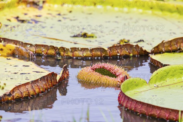 Giant water lily (Victoria amazonica) Pantanal Brazil