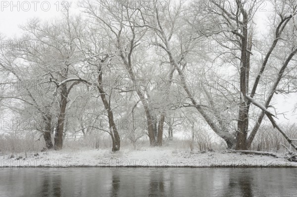 Winter landscape by a river, willows (Salix) on the bank in heavy snowfall, North Rhine-Westphalia,