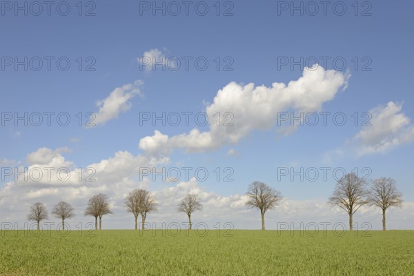 Row of trees, bare lime trees (Tilia) on a green grain field, blue cloudy sky, North