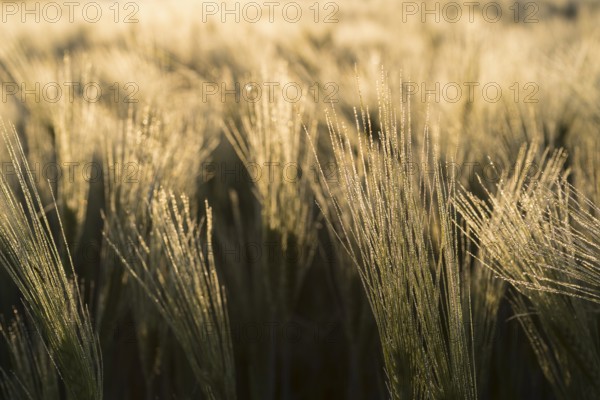 Awns of barley (Hordeum vulgare) with water droplets in the backlight, ear of grain in the morning