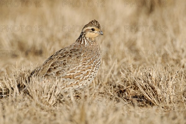Northern Bobwhite (Colinus virginianus) female, Texas, USA, North America