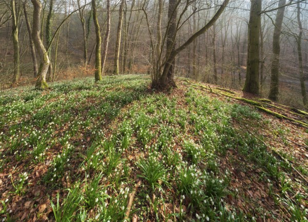 Sunny forest with spring snowflakes (Leucojum vernum), Ziegelroda Forest, Saxony-Anhalt, Germany,