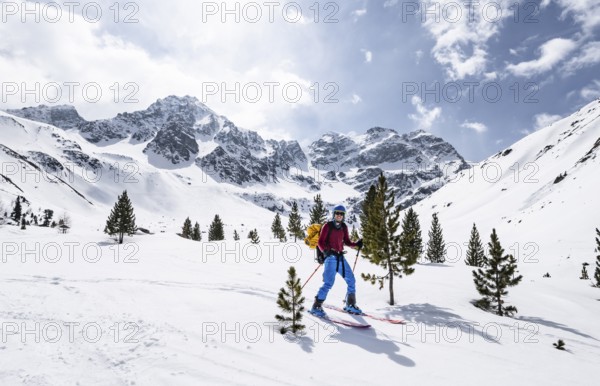 Skiers on the descent to Preda between small conifers, picturesque mountain landscape in winter