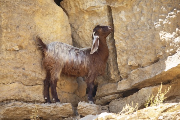 Goat (Capra aegagrus hircus) with floppy ears in Wadi Bani Khalid, Shamal ash-Sharqiyya district,
