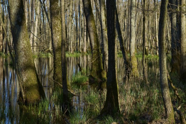 Dense alluvial forest with swampy water and green ground cover, alders, spring, nature reserve Rote