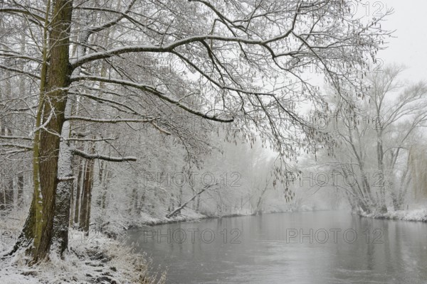 Winter landscape by a river, willows (Salix) and alders (Alnus) on the bank in dense snowfall,