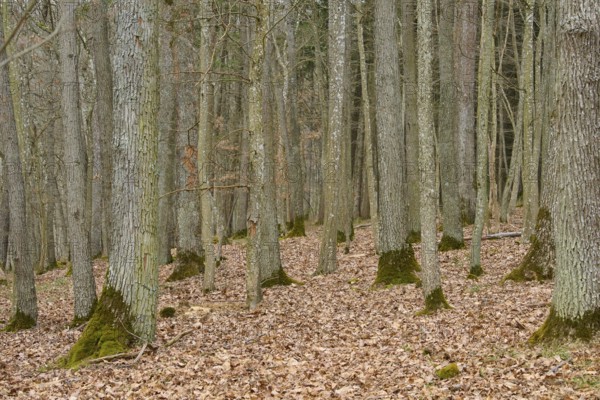 Winter forest with bare trees and leafy ground, Königheim, Main Tauber district, Baden-Württemberg,