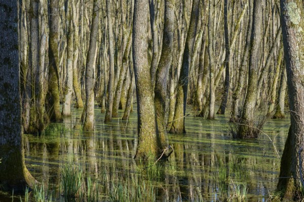 Alluvial forest, trees standing in a greenish marshy water area, alders, spring, nature reserve
