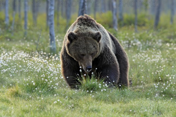 Brown bear walking in forest, morning light. Dangerous animal in nature taiga and meadow habitat.