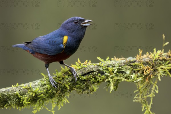 Chestnut-bellied Euphonia (Euphonia pectoralis) perched on a branch in the Atlantic Rainforest of