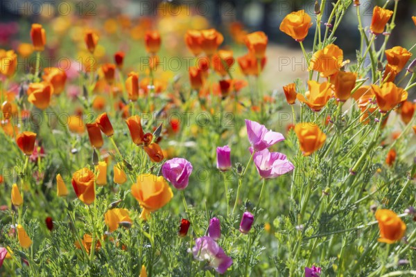 California poppy (Eschscholzia californica) in bloom, Saxony, Germany, Europe