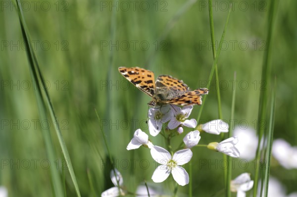 Land carat (Araschnia levana), butterfly, spring generation, meadow foamwort, orange, macro, The