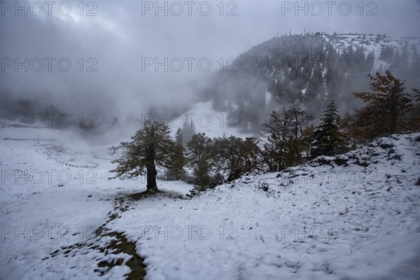 Foggy, snow-covered mountain landscape with scattered trees. Hike to the Herzogstand, Kochel am