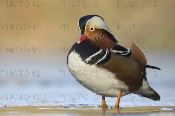Mandarin Duck (Aix galericulata) male, North Rhine-Westphalia, Germany, Europe