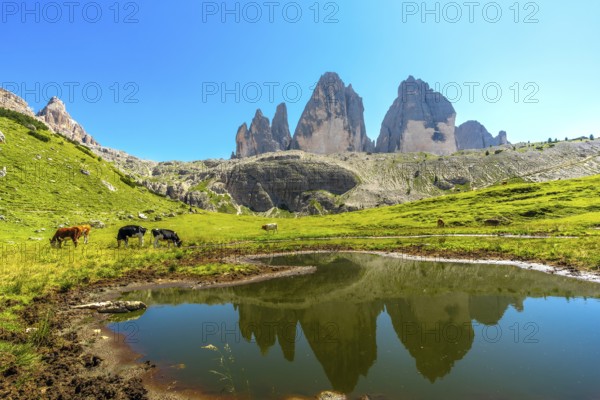 Cows grazing peacefully in a meadow with the majestic tre cime di lavaredo peaks reflecting in a