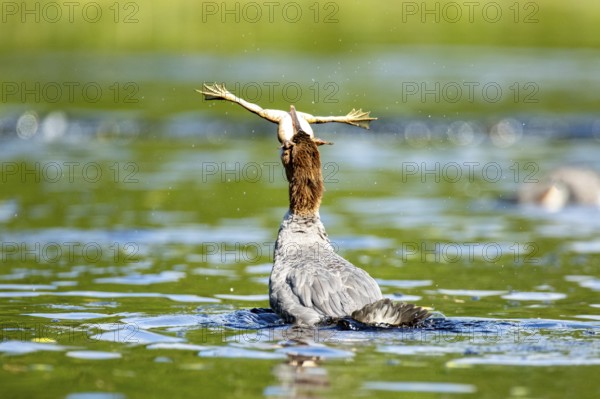 Common merganser. Mergus merganser. A female swallows a bull frog. Lake Wapizagonke. La Mauricie
